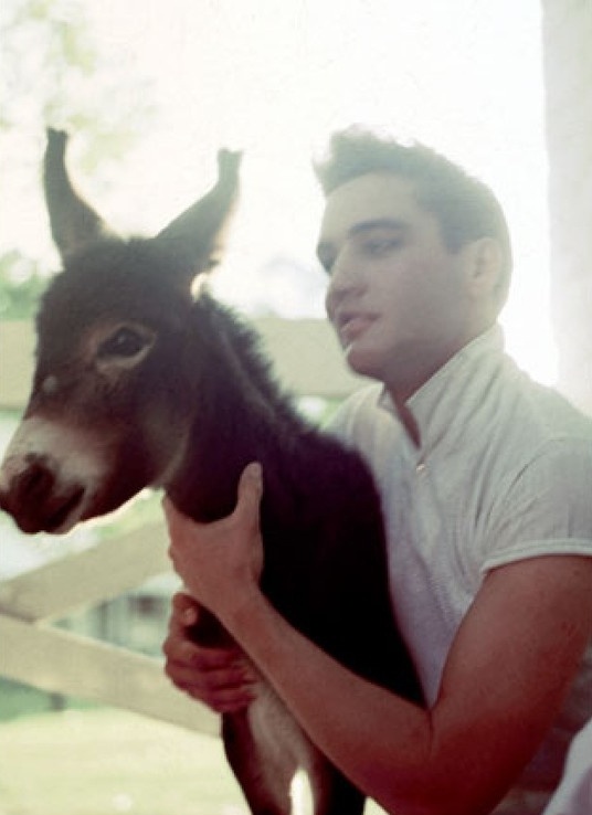 1958 June 9 Elvis with Donkey at Graceland rareraerweraesd